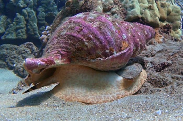 Найденного у реки огромного моллюска продали с аукциона