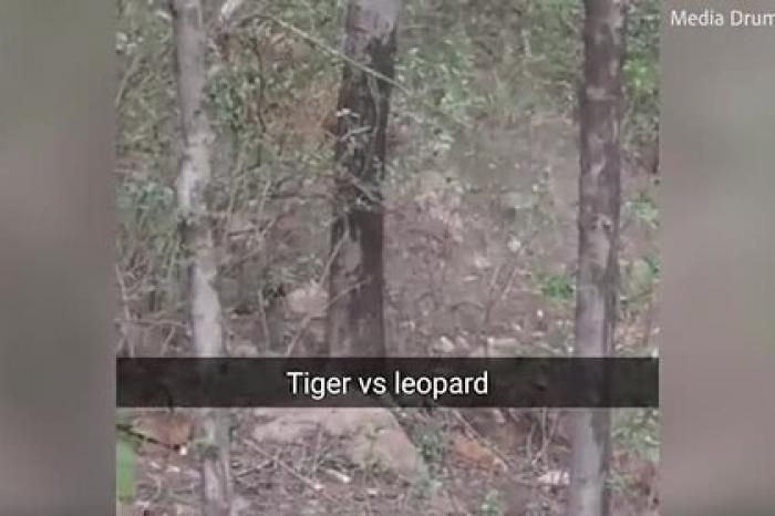 Разъяренная тигрица убила маленького леопарда и попала на видео