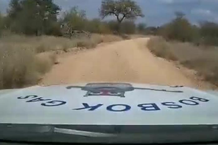 Разъяренный слон вытолкал с дороги пикап и попал на видео
