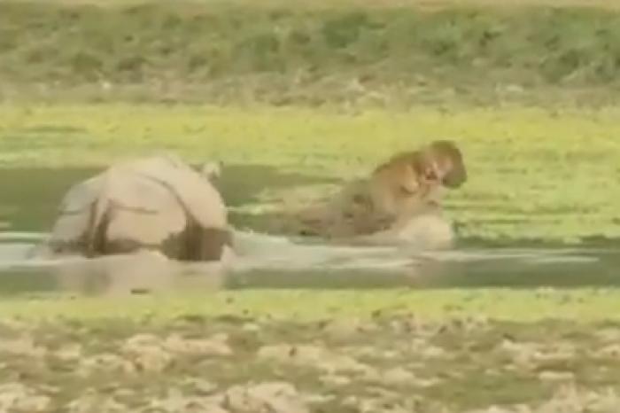 Свирепый носорог прогнал тигра с водопоя и попал на видео