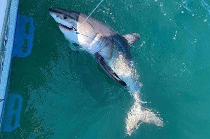 Участники спортивной рыбалки случайно поймали агрессивную акулу-людоеда