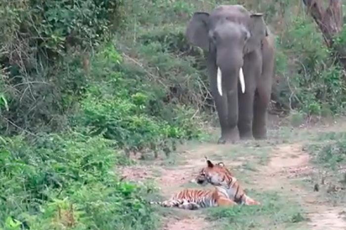 Встреча тигра и слона попала на видео