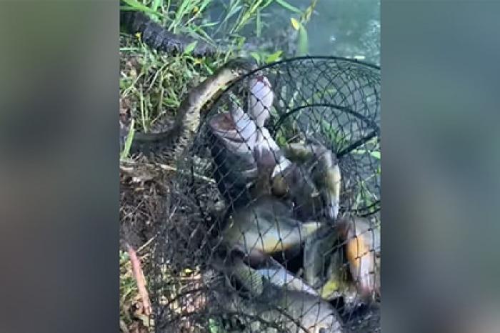 Змея попыталась украсть улов рыбака и попала на видео