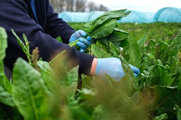 Диетолог назвала укрепляющий иммунитет продукт