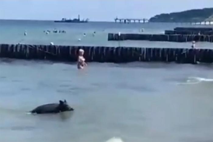 Дикий кабан искупался в море в российском городе и попал на видео