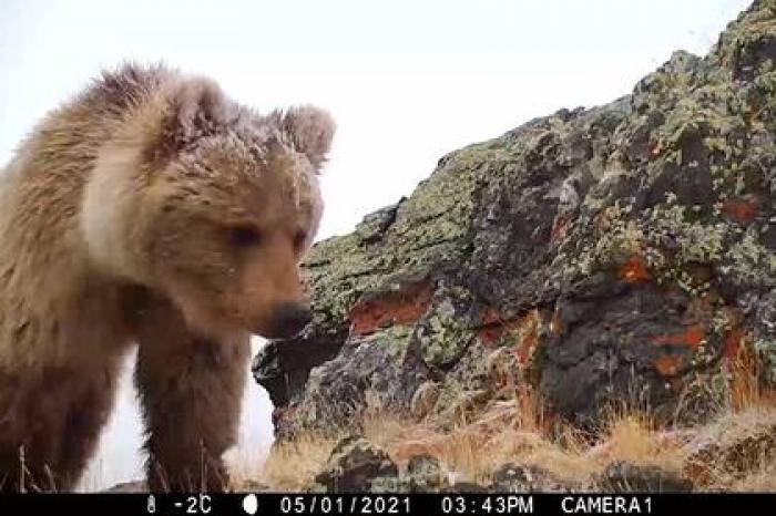 Медведь уничтожил фотоловушку на Алтае и попал на видео