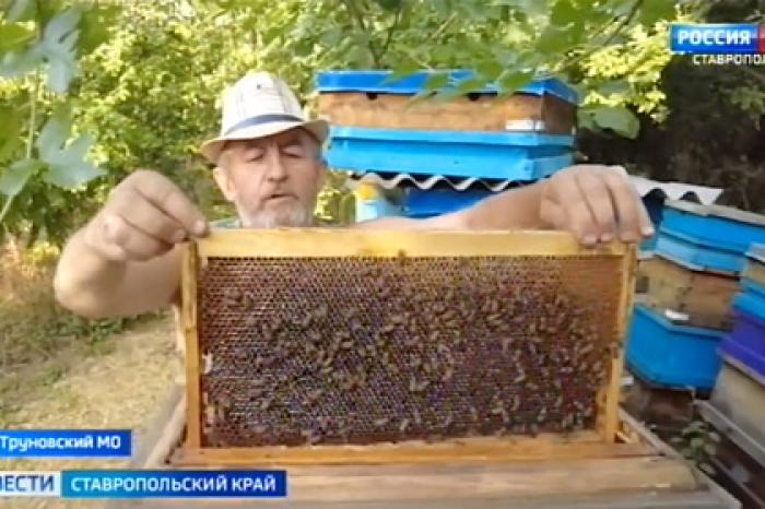 На Ставрополье стало популярным лечение пчелами