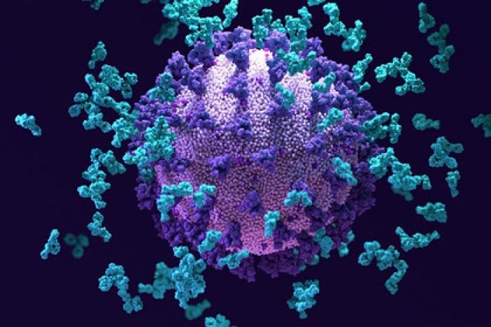 Обнаружено «суперантитело» против коронавируса