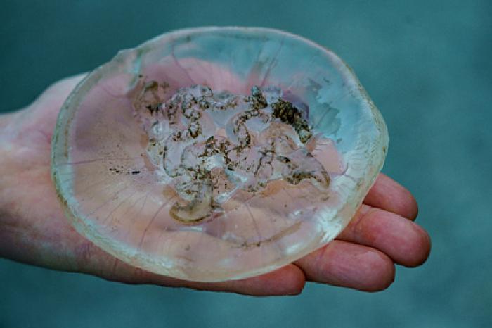 Российский регион заполонили гигантские медузы