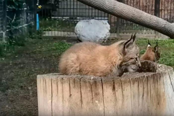 В барнаульском зоопарке показали прогулку рысят