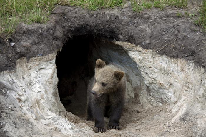 В России впервые появятся берлоги для наблюдения за спящими медведями