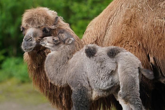 В ставропольском колхозе за год родились сразу шесть верблюдов
