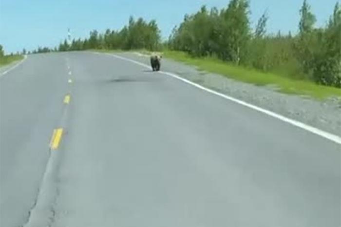 Встреча россиянина с медведем на дороге попала на видео
