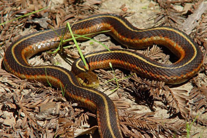 Женщина нашла под своей кроватью гнездо со змеей и 17 змеенышами