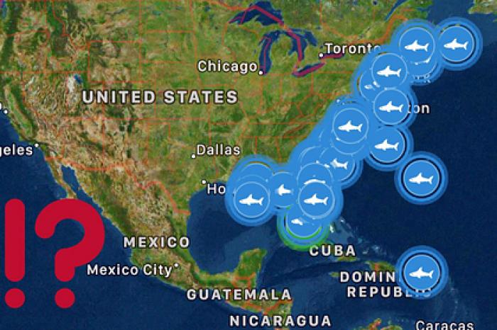 Десятки акул-людоедов неожиданно направились к берегам США