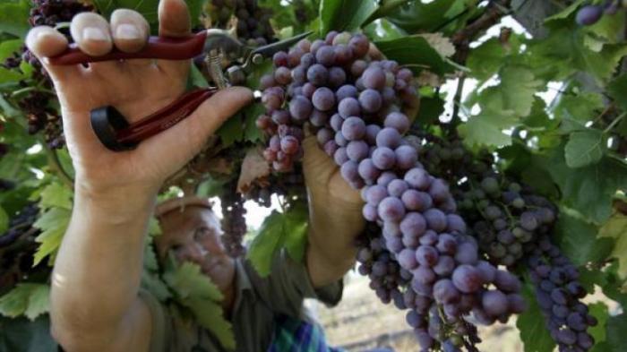 Ожидается богатый урожай винограда столовых сортов: фермеры озадачены