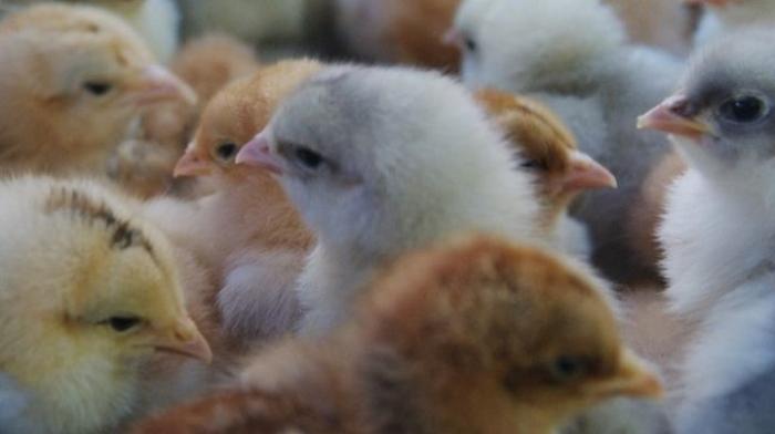 НАБПП запретило продажу птенцов на рынках по всей стране