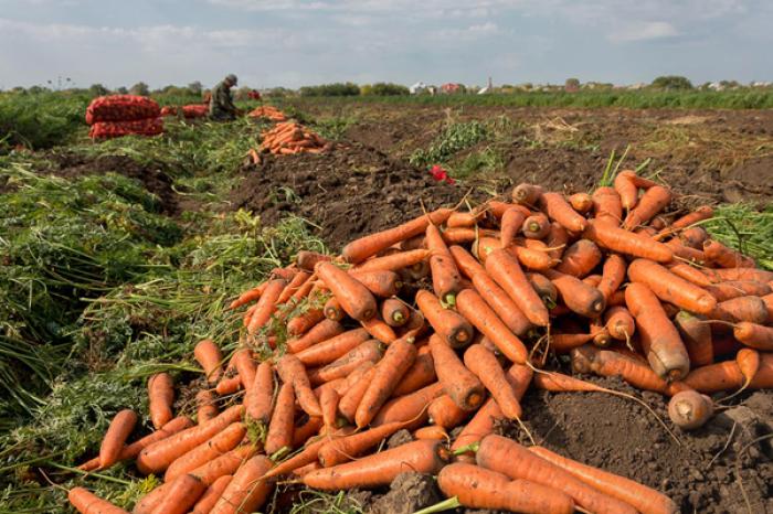 ÎN TRANSNISTRIA AU FOST INSTITUITE RESTRICŢII LA EXPORTUL DE PRODUSE AGRICOLE