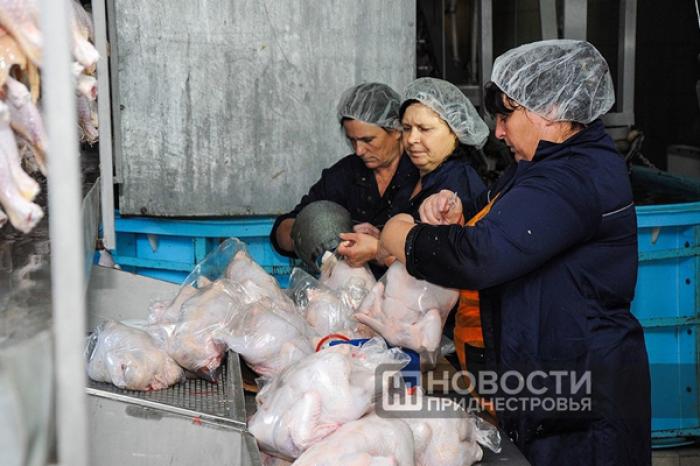 ​ВЛАСТИ ПРИДНЕСТРОВЬЯ ЗАПРЕТИЛИ ВВОЗ ПТИЦЫ И КОРМОВ ИЗ СЕМИ РАЙОНОВ МОЛДОВЫ