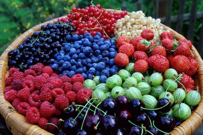 CULTIVAREA FRUCTELOR DE PĂDURE DEVINE UN SECTOR IMPORTANT AL ECONOMIEI MOLDOVENEȘTI, CU UN IMPACT POZITIV ASUPRA EXPORTURILOR