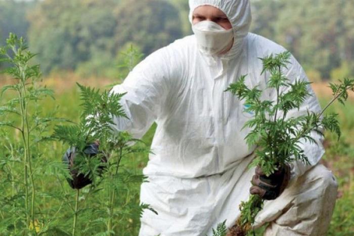 MINISTERUL AGRICULTURII ȘI MINISTERUL SĂNĂTĂȚII FAC APEL LA LUPTA ÎMPOTRIVA AMBROZIEI