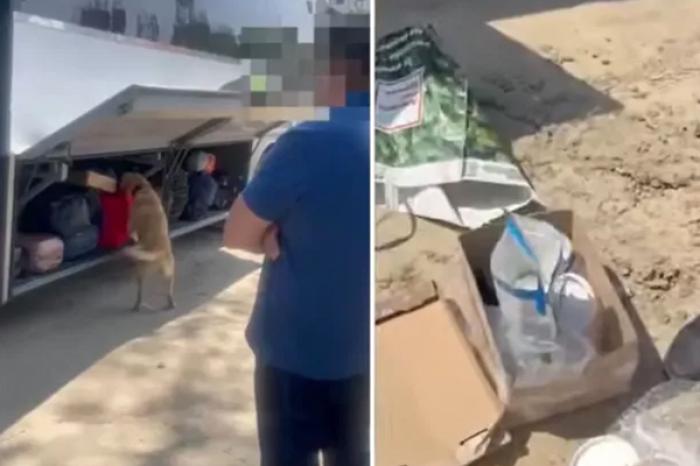 UN CÂINE DIN CADRUL POLIȚIEI DE FRONTIERĂ DETECTEAZĂ DROGURI ILEGALE ÎN VALOARE DE 500.000 DE LEI
