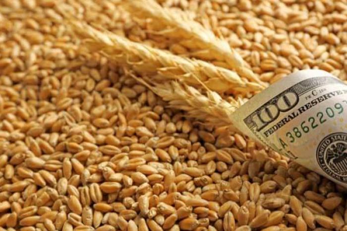 ​MOLDOVA A EXPORTAT 585.000 DE TONE DE GRÂU ÎN 2025 – MINISTRUL AGRICULTURII, LUDMILIA CATLABUGA