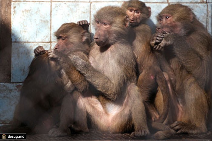 Абхазские ученые собрались выпустить на волю стаю гамадрилов