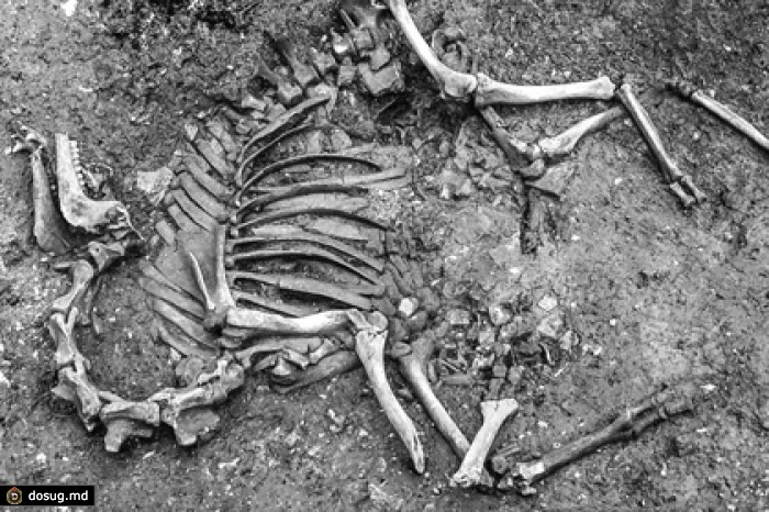 Археологи впервые нашли в Европе скелет боевого верблюда