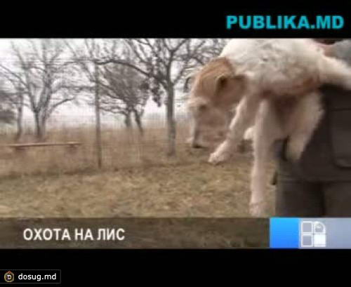 Ассоциация охотников и рыболовов Молдовы организовала "охоту на лис"