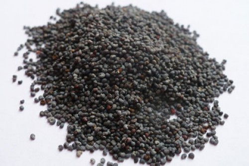 Белоруссия ужесточит контроль за ввозом мака