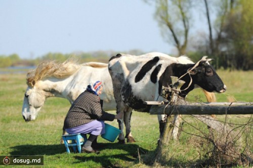 Белорусским фермерам выдали зарплату мертвыми телятами