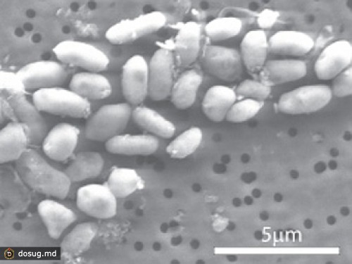 Биологи не смогли подтвердить открытие "мышьяковой" жизни
