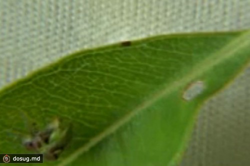 Биологи раскрыли секрет защиты насекомых от травмоопасного секса