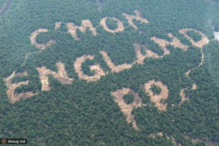 Букмекеры «вырубили» леса в Амазонии в поддержку сборной Англии
