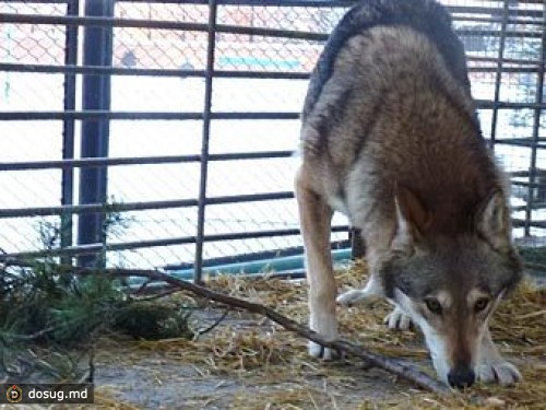 Челябинцев попросили накормить зверей новогодними елками
