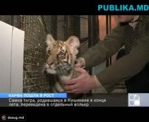 Детеныш бенгальского тигра, родившийся в Кишиневском зоопарке летом, переведен в отдельный вольер