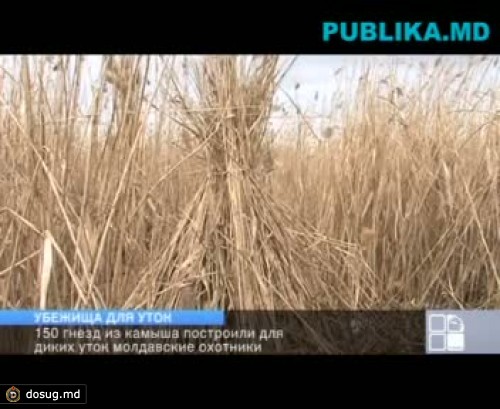 Дикие утки обретут уютные дома на Гидигичском водохранилище