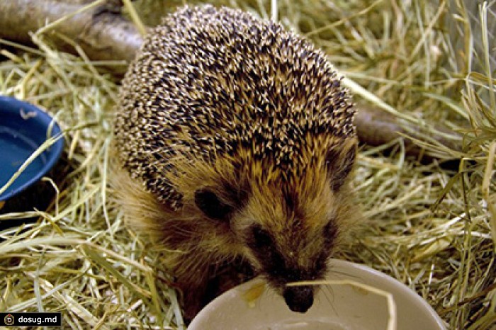 Эстонская армия взяла шефство над ежом