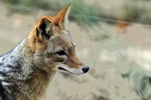 Эстонские власти решили очистить страну от шакалов