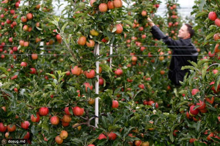 Евросоюз оценил потери от российского продовольственного эмбарго