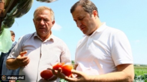 Филат на сборе помидоров