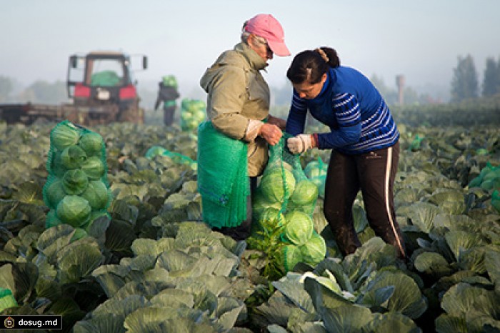Глава правительства обещал субсидировать ставку сельхозкредитов