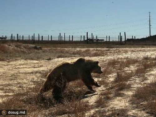 Гризли задрал надоедливого фотографа в заповеднике на Аляске