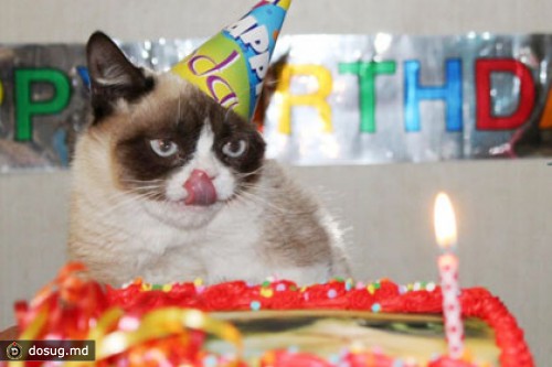 Grumpy Cat отметила первый день рождения