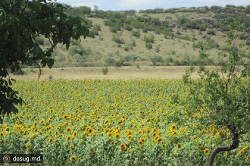 Грузинские крестьяне пригрозили отобрать землю у иранцев