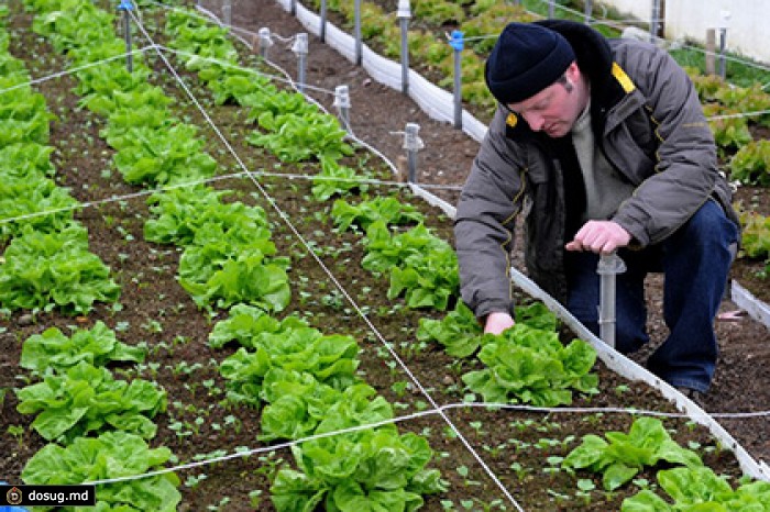 Грузинский экспорт в Россию вырос за два года в шесть раз