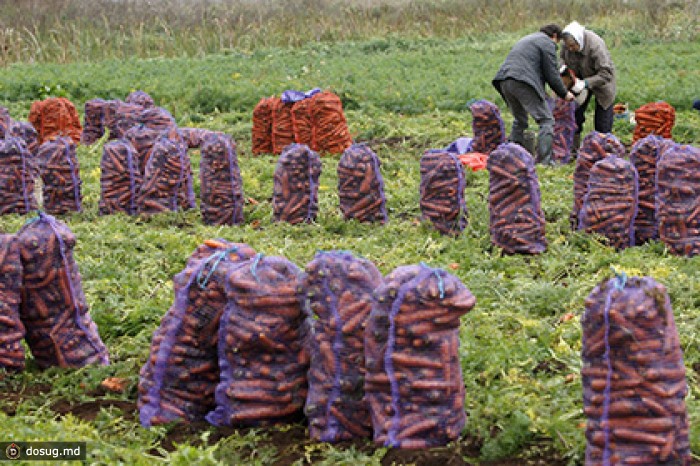 Грузинскую морковку и дыни пустили в Россию