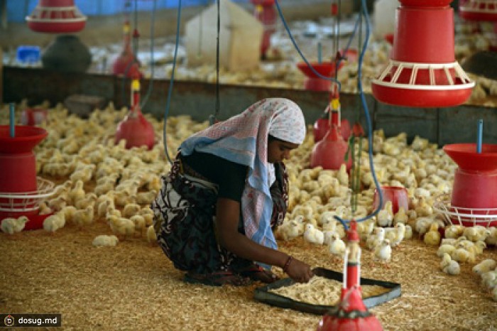 Индия и Тунис увеличат поставки продуктов в Россию