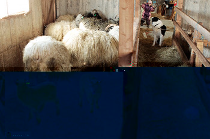 Исландия поставит в Россию ягнятину и лобстеры